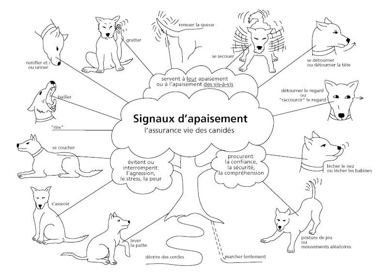 Schéma des principaux signaux d’apaisement du chien : bâiller, se secouer, se coucher, détourner le regard, renifler, lever la patte…